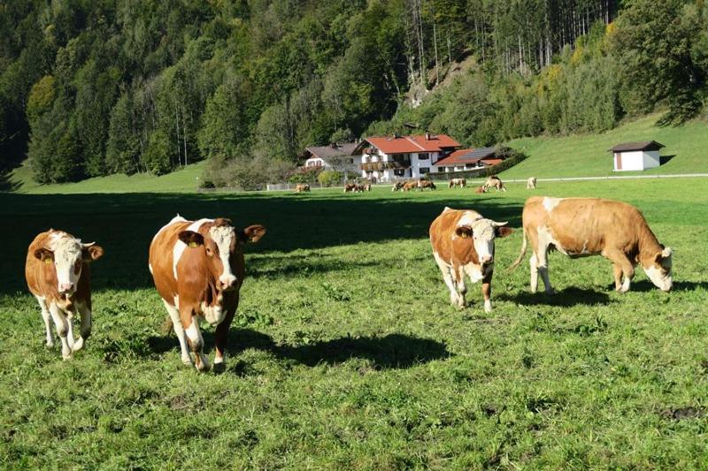 Leitner Farm stay Kiefersfelden